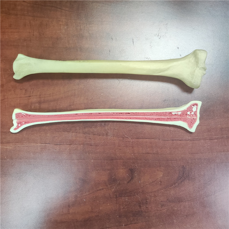 硬泡教學用骨頭模型